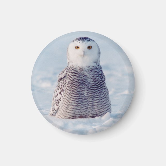 Aimant Cute Alaska Arctic Snowy Owl Photo (Devant)