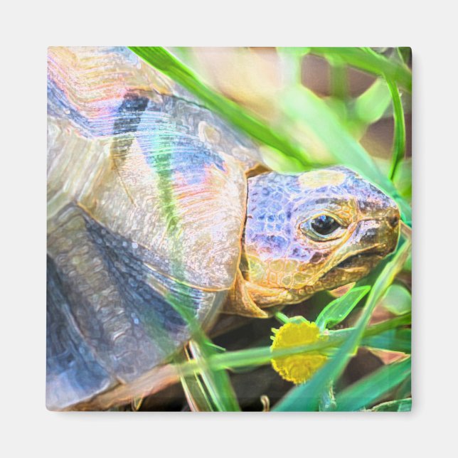 Aimant Cute Angulate Tortoise Afrique du Sud Détails (Devant)