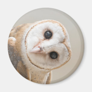 Aimant Cute Barn Owl