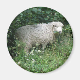 Aimant Cute Blanc Fluffé Manger Manger Mange