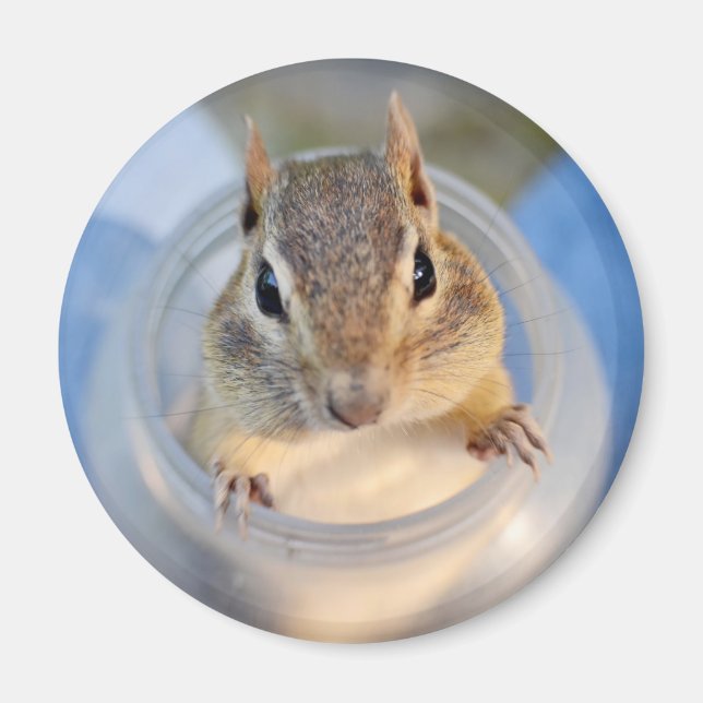 Aimant Cute Chipmunk assis dans un contenant alimentaire (Devant)