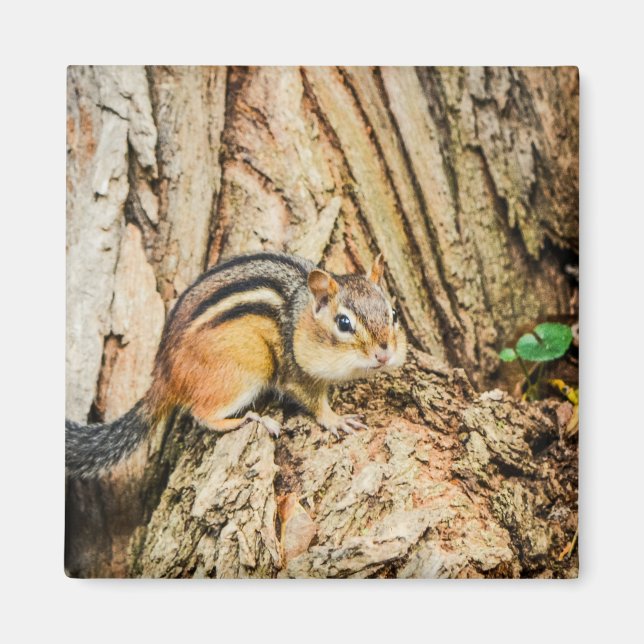 Aimant Cute Chipmunk Woodland Animaux Carrés de la nature (Devant)