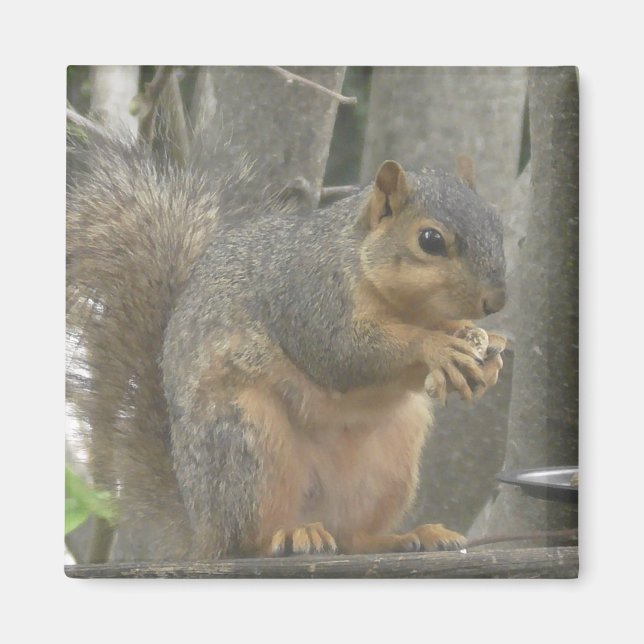 Aimant Cute écureuil mange une noix photo (Devant)