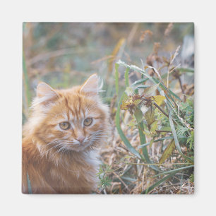 Aimant Cute Funky Ginger Chat Kitten Visage