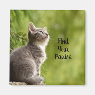 Aimant Cute Grey Kitten