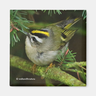 Aimant Cute Kinglet Songbird Causes Stir in the Fir