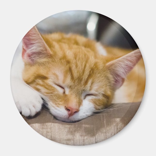 Aimant Cute Kitten (Devant)