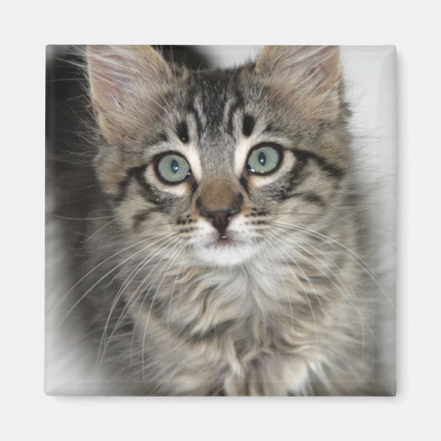 Aimant Cute Kitten (Devant)