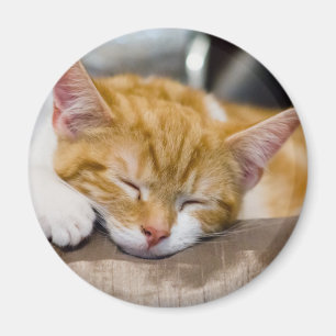 Aimant Cute Kitten