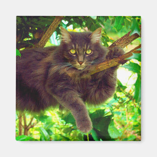 Aimant Cute Kitty Chat