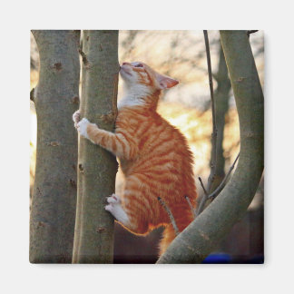 Aimant Cute Kitty Chat