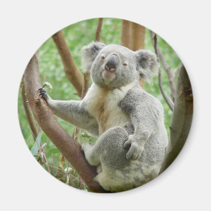 Aimant Cute Koala