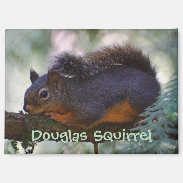 Aimant Cute Little Douglas Squirrel Photo Faune (Recto)