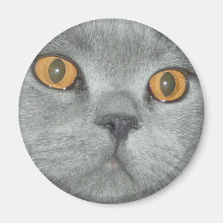 Aimant Cute Orange Eyed Kitty