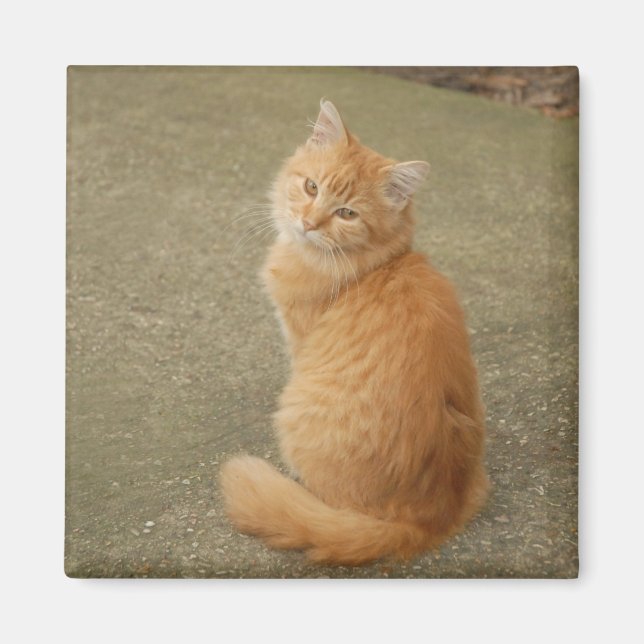 Aimant Cute Orange Kitten Photo (Devant)