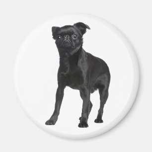 Aimant Cute Puppy Black Dog Lovers Brussels Griffon