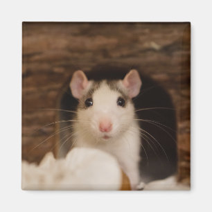 Aimant Cute rat