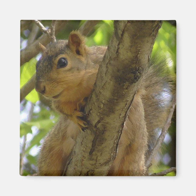 Aimant Cute Squirrel Photographie Cuisine (Devant)