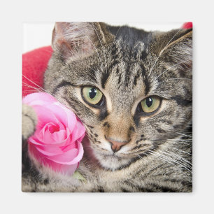 Aimant Cute Tabby Chat Avec Rose