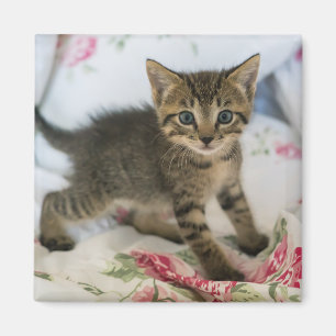 Aimant Cute Tabby Kitten À L'Air Surpris