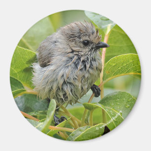 Aimant Cute Wet Wee Bushtit sur le Laurel
