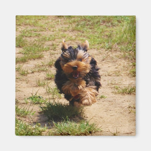 Aimant Cute Yorkshire Terrier Puppy course