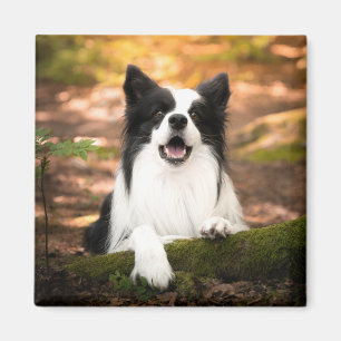 Aimant Cutest Baby Animals   Black and White Border Colli
