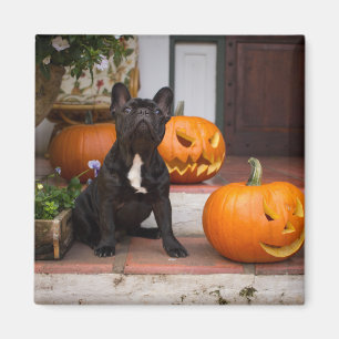 Aimant Cutest Baby Animals French Bulldog Halloween