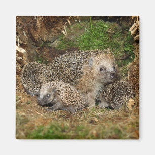 Aimant Cutest Baby Animals Hedgehog Family