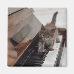 Aimant Cutest Baby Animals   Kitten on Piano