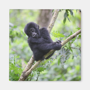 Aimant Cutest Baby Animals Mountain Gorilla Baby