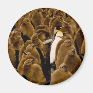 Aimant Cutest Baby Animals Penguin Among Youngsters