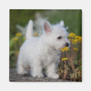 Aimant Cutest Baby Animals West Highland White Terrier