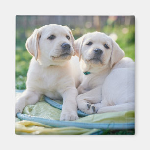 Aimant Cutest Baby Animals   Yellow Labrador Retrievers