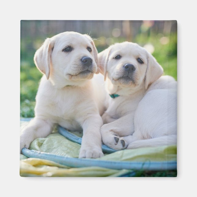 Aimant Cutest Baby Animals | Yellow Labrador Retrievers (Devant)