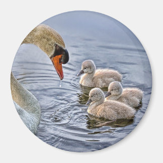 Aimant cygne et bébé