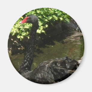 Aimant Cygne noir