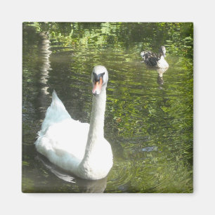 Aimant Cygne sur l'étang