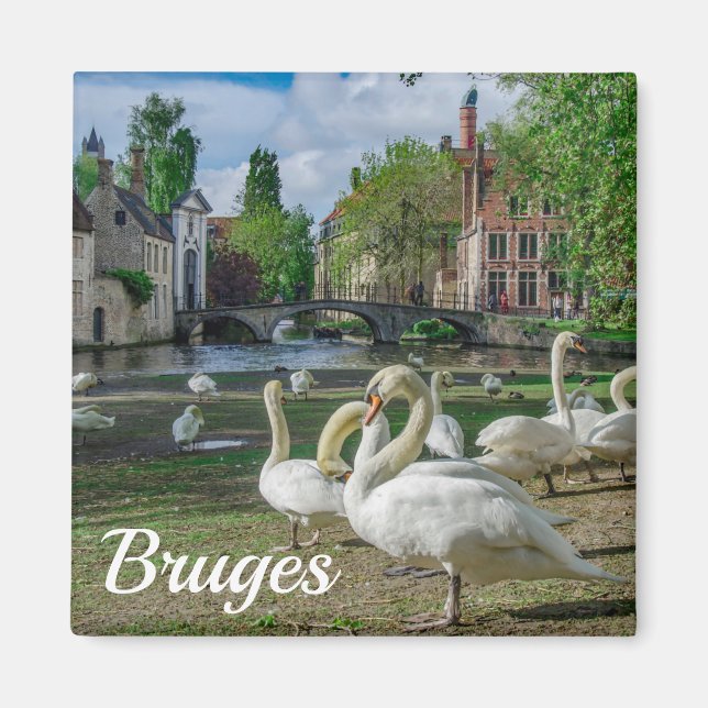 Aimant Cygnes blancs dans le centre de Bruges (Devant)