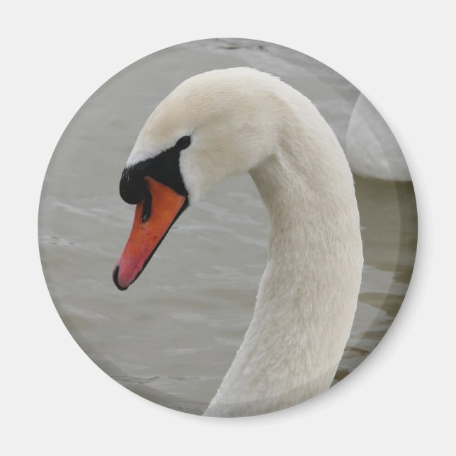 Aimant Cygnes dans le lac (Devant)