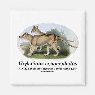 Aimant Cynocephalus de Thylacinus (tigre ou loup