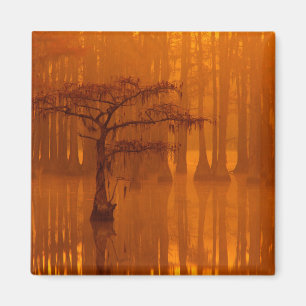 Aimant Cypress Trees George Smith State Park