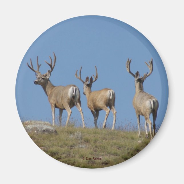 Aimant D9 Mule Deer Bucks in Velvet (Devant)