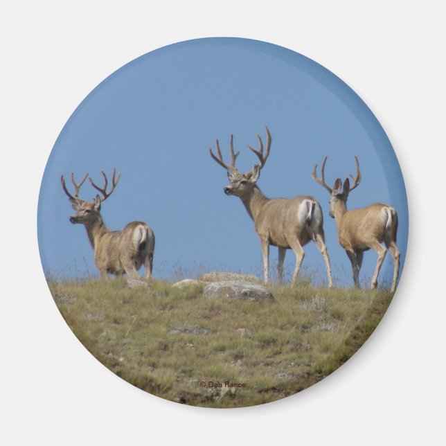 Aimant D9 Mule Deer Bucks in Velvet (Devant)
