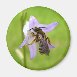 Aimant d'abeille poilu