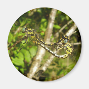 Aimant d'accouplement des libellules à queue Club