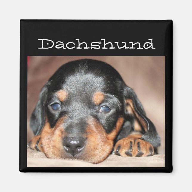 Aimant Dachshund Puppy (Devant)