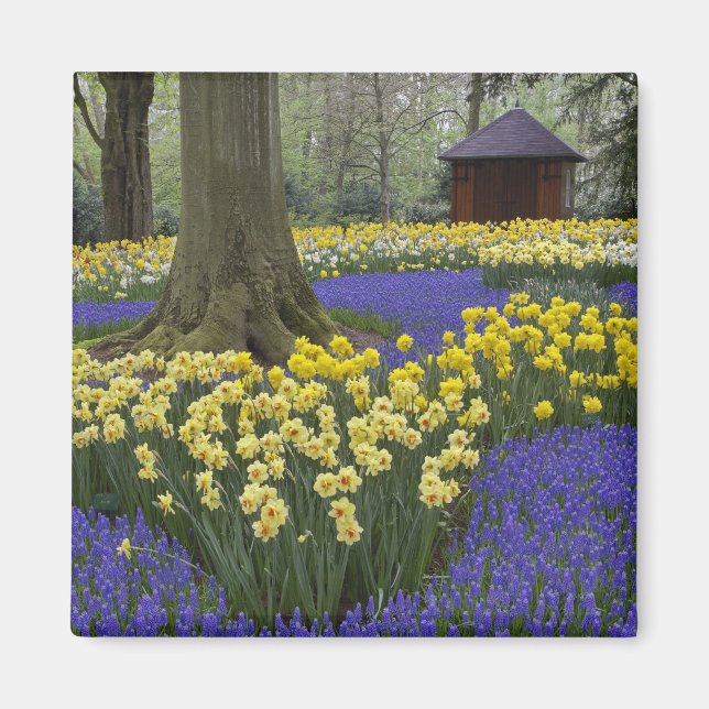 Aimant Daffodiles, jacinthe de raisin et jardin de tulipe (Devant)