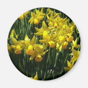 Aimant Daffodiles Jaunes I Fleurs De Printemps Cheveux