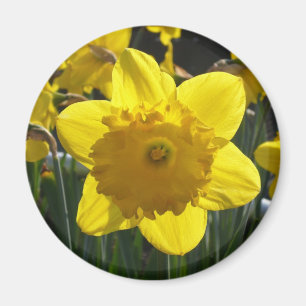 Aimant Daffodique éclairé